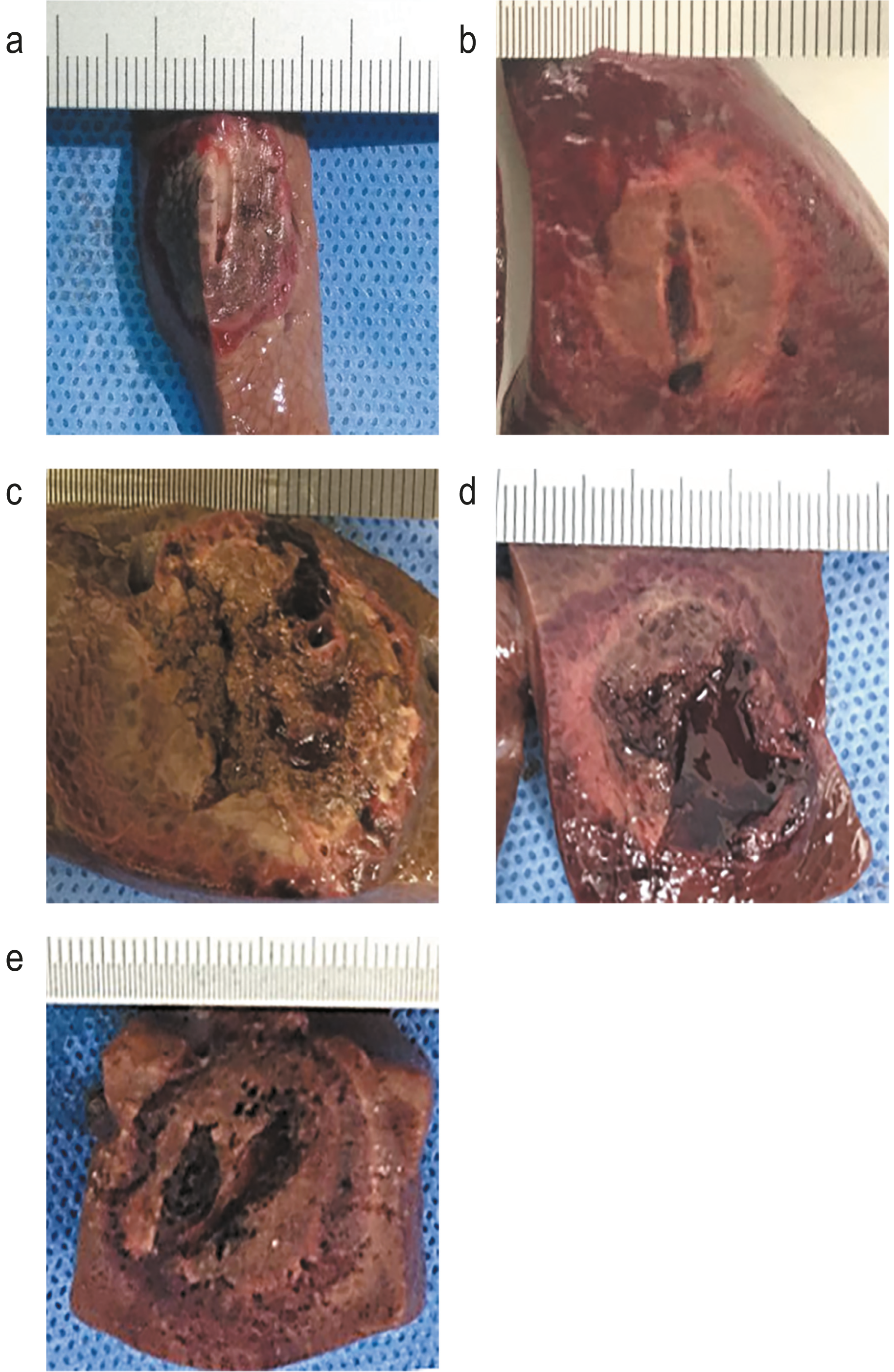 Supplementary Figure 1